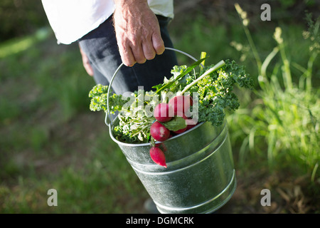 Bio-Bauernhof. Sommer-Party. Ein Mann trägt einen Metall Eimer geerntete Salatblätter, Kräuter und Gemüse. Stockfoto