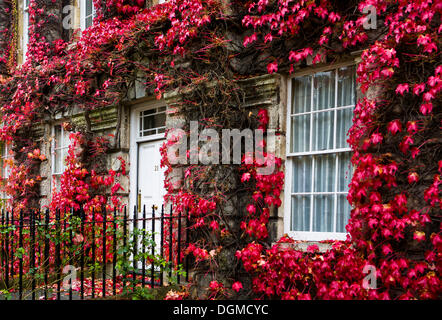 Haus mit rotem Laub in Bath, Somerset, England, Vereinigtes Königreich, Europa überwuchert Stockfoto