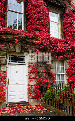 Haus mit rotem Laub in Bath, Somerset, England, Vereinigtes Königreich, Europa überwuchert Stockfoto