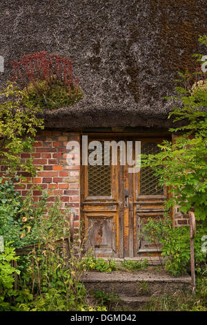 Altes verfallenes Haus mit Vegetation wächst auf dem Dach, Hagen, Rügen, Mecklenburg-Vorpommern Stockfoto