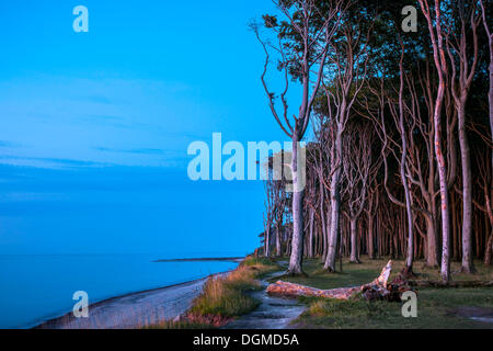 Buchenwald an der Ostseeküste im Abendlicht, ghost Forest, Nienhagen, Mecklenburg-Western Pomerania, Deutschland Stockfoto
