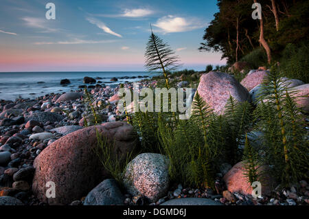 Riesen-Schachtelhalm (Equisetum Telmateia) an einem steinigen Strand im Abendlicht, Bei Nardewitz, Insel Rügen, Rügen Stockfoto