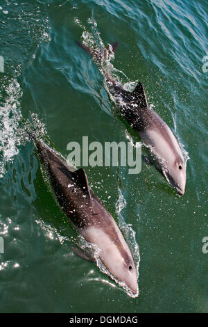 Zwei einheimische Haviside Delfin (Cephalorhynchus Heavisidii) vor der Küste, Pelican Point, Walvis Bay, Namibia, Afrika Stockfoto