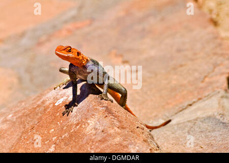 Eine männliche Rothaarige Rock Agama (Agama Agama) nimmt ein Sonnenbad auf einem Felsen, Namibia, Afrika Stockfoto