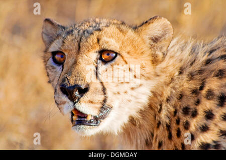 Gepard (Acinonyx Jubatus), Porträt, Africat Foundation, Namibia, Afrika Stockfoto