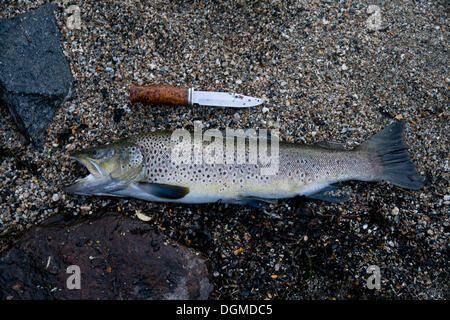 Bachforelle (Salmo Trutta Fario), fangen angler Stockfoto