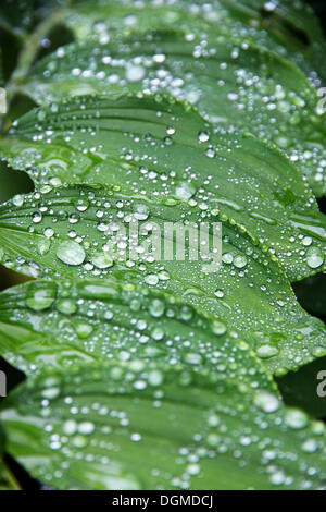 Regentropfen auf den Blättern einer Lilie (Liliaceae) Stockfoto