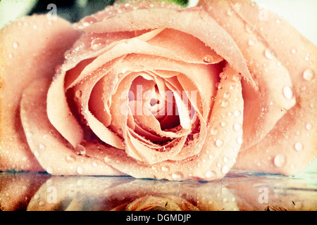 Rosa Rosen bedeckt mit Tau auf Vintage-Hintergrund Stockfoto