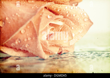 Rosa Rosen bedeckt mit Tau auf Vintage-Hintergrund Stockfoto