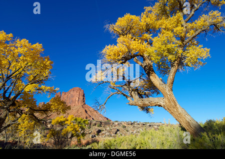 Hügel namens 'Jack Bridger" in der Morgendämmerung in Indian Creek, in der Nähe von Canyonlands, Utah, USA Stockfoto