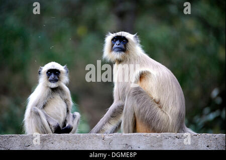 Grau, Languren oder Hanuman-Languren (Semnopithecus), Ranthambore Nationalpark, Rajasthan, Nordindien, Indien, Südasien, Asien Stockfoto