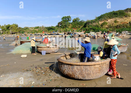 Fischer mit Nussschalen, die typische Runde Fischerboote am Strand von Mui Ne, Südvietnam, Südost-Asien Stockfoto