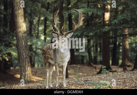 Damwild, Hart, Männlich, Damhirsch, Dam-Hirsch, Damwild, Männchen, Hirsch, Dam-Wild, Cervus Dama Dama Dama Stockfoto