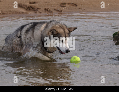 Alaskan Malamute, Canis Lupus Familiaris stürzen sich auf Kugel in Wasser, Bude, Cornwall, Großbritannien Stockfoto