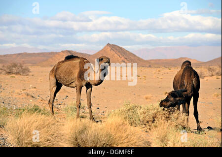 Dromedare oder arabischen Kamele (Camelus Dromedarius) in der Sahara Wüste, südlichen Marokko, Marokko, Maghreb Stockfoto