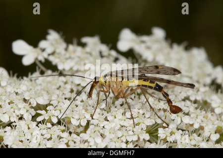 Scorpionfly, Scorpion Fly, Männlich, Deutsche Skorpionsfliege, Männchen, Panorpa Germanica, Scorpionflies, Panorpidae, Mecoptera Stockfoto