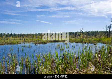 Quelle des Neckars, Schwenninger Moos Marsh, Natur-reserve, Villingen Schwarzwald, Baden-Württemberg Stockfoto