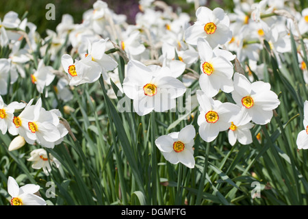 Dichter Narzisse, Fasan Auge Narcissus, Dichter Narzisse, Dichter-Narzisse, Osterglocke, Weiße Narzisse, Narcissus poeticus Stockfoto