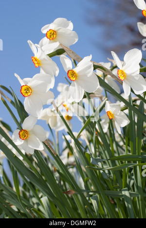 Dichter Narzisse, Fasan Auge Narcissus, Dichter Narzisse, Dichter-Narzisse, Osterglocke, Weiße Narzisse, Narcissus poeticus Stockfoto