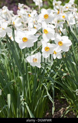 Dichter Narzisse, Fasan Auge Narcissus, Dichter Narzisse, Dichter-Narzisse, Osterglocke, Weiße Narzisse, Narcissus poeticus Stockfoto