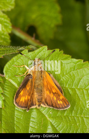 großen Skipper, Weiblich, Rostfarbiger Dickkopf, Dickkopffalter, Weibchen, Ochlodes Venatus, Ochlodes Sylvanus Ochlodes Venata Stockfoto