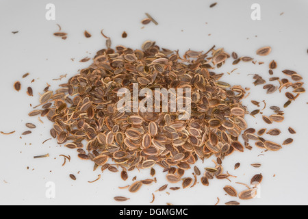 Aneth, Dill, Gurkenkraut, Anethum Graveolens, Gewürz, Gewürze, Gewürzpflanze, Samen, Saat, Saatgut, Ernte, Aussaat Stockfoto