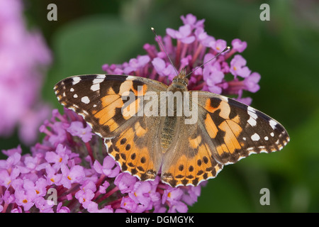 Distelfalter, Distel, Distelfalter, Cynthia Cardui, Vanessa Cardui, Blütenbesuch, Nektarsuche, Sommerflieder Buddleja Stockfoto