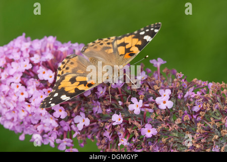 Distelfalter, Distel, Distelfalter, Cynthia Cardui, Vanessa Cardui, Blütenbesuch, Nektarsuche, Sommerflieder Buddleja Stockfoto