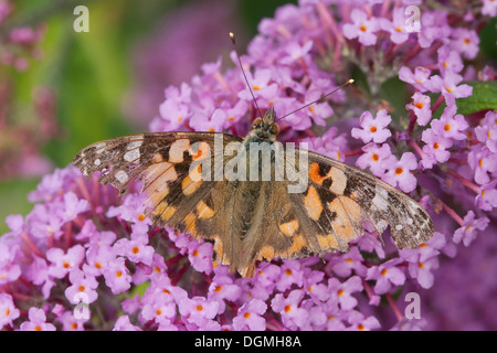 Distelfalter, Distel, Distelfalter, Cynthia Cardui, Vanessa Cardui, Blütenbesuch, Nektarsuche, Sommerflieder Buddleja Stockfoto