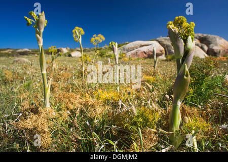 Wild wächst Fenchel (Foeniculum Vulgare) bei Capo Spativento, Costa del Sud, Provinz von Cagliari, Sardinien, Italien, Europa Stockfoto