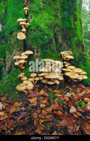 Honig-Pilze (Armillaria) wachsen auf eine alte Stamm moosbedeckten Buche (Fagus Sylvatica), Krombach, Kreuztal, Siegerland Region Stockfoto