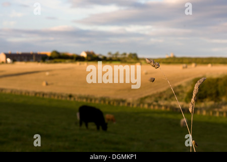 Stück Rasen mit Blick auf ein Feld mit Kühen und Ernte. Geringe Schärfentiefe eingereicht mit Kopf des Grases im Fokus. Stockfoto