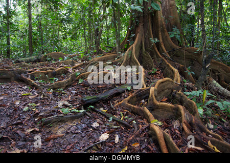 Im Amazonas-Regenwald in Peru zu verankern ausladenden Strebepfeiler ein Baumwurzeln im flachen Oberboden Stockfoto