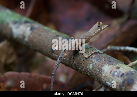 Ein blau-lippige Wald Anole (Anolis Bombiceps) thront auf einem Stick auf dem Waldboden im Amazonas-Regenwald in Loreto, Peru. Stockfoto