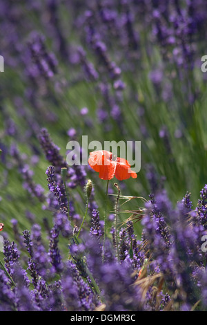 Joucas, Frankreich, von einem blühenden Lavendel Feld mit Mohnblumen Stockfoto