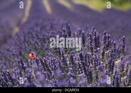 Joucas, Frankreich, von einem blühenden Lavendel Feld Stockfoto