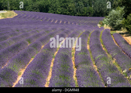 Joucas, Frankreich, von einem blühenden Lavendel Feld Stockfoto