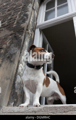 Jack Russell Terrier suchen aus einem offenen Fenster, Kaiserswerth, Düsseldorf, Rheinland, Nordrhein-Westfalen, Deutschland Stockfoto