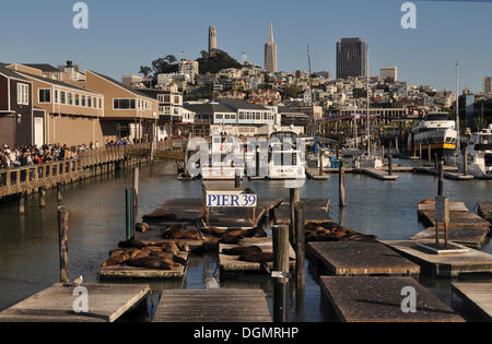 Pier 39. Coit Tower und Transamerica Building im Hintergrund, San Francisco, California, Vereinigte Staaten von Amerika Stockfoto