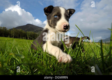 Ein Alaskan husky Welpen, Finnmark, Norwegen, Europa Stockfoto