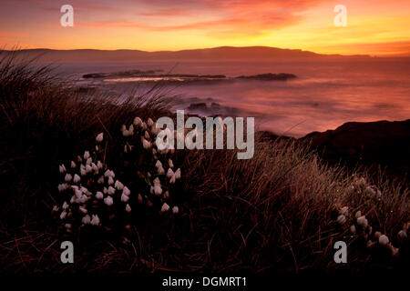 Morgen-Stimmung in den Catlins, Curio Bay, Catlins, Otago, Südinsel, Neuseeland Stockfoto