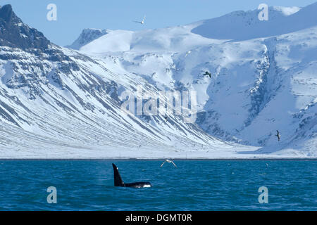 Ein männlicher Schwertwal (Orcinus Orca) aus der Westküste, Grundarfjoerður, Snæfellsnes, Island, Europa Stockfoto