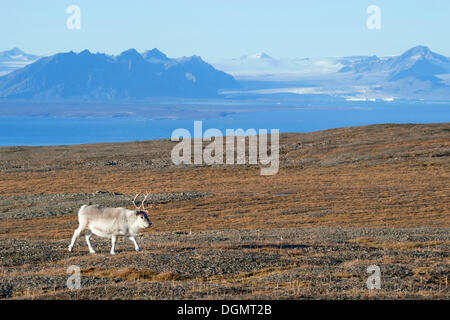 Svalbard-Rentiere (Rangifer Tarandus Platyrhynchus), vor dem Hintergrund des Isfjorden, Svalbard, Spitzbergen, Norwegen Stockfoto