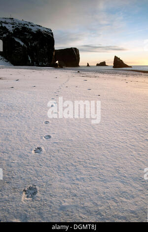 Spuren der ein Polarfuchs im Schnee in der Nähe von der Dyrhólaey Felsbogen an der Atlantikküste, Dyrhólaey, Island, Europa Stockfoto