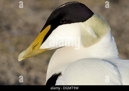 Gemeinsamen Eiderenten (Somateria Mollissima), männliche in der Zucht Gefieder, Porträt, Spitsbergen, Longyearbyen, Svalbard, Norwegen, Europa Stockfoto