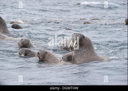 Weibliche Walrosse (Odobenus Rosmarus) mit jungen, Storøya, Spitzbergen, Svalbard und Jan Mayen, Norwegen Stockfoto