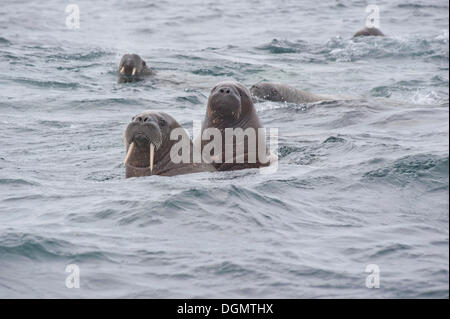 Weibliche Walrosse (Odobenus Rosmarus) mit jungen, Storøya, Spitzbergen, Svalbard und Jan Mayen, Norwegen Stockfoto