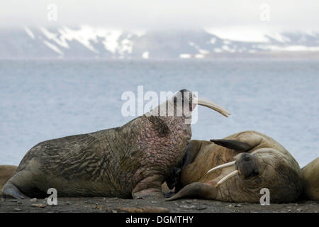 Bedrohliches Verhalten zwischen zwei männlichen Walrosse (Odobenus Rosmarus), Lågøya, Spitzbergen, Svalbard und Jan Mayen Stockfoto