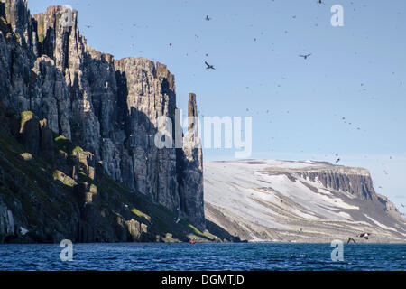 Alkefjellet Vogelklippen, bewohnt von Dick-billed wärmeren oder Brünnichs Trottellumme (Uria Lomvia), Hinlopenstretet Stockfoto