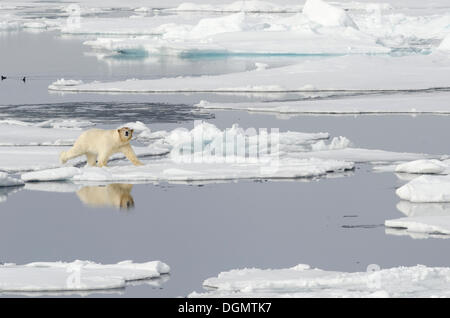 Eisbär (Ursus Maritimus) mit einem blutigen braun gefärbten Kopf auf Packeis, nördlich von Spitzbergen, Spitzbergen Insel Stockfoto